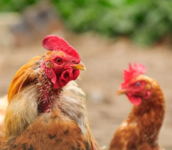 Gallo desplumado y gallina desconcertada — Foto de Stock