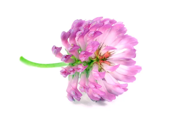 Flor de trevo vermelho close-up isolado no fundo branco — Fotografia de Stock