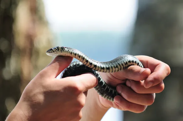 Manos sosteniendo serpiente de agua común (Natrix ) —  Fotos de Stock