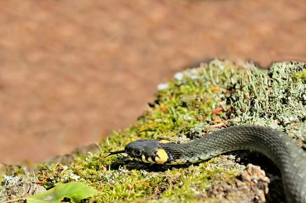 Serpent d'eau (Natrix) sortir sa langue — Photo