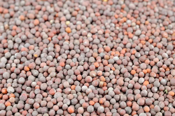 Black Mustard Seeds Close-Up — Stock Photo, Image