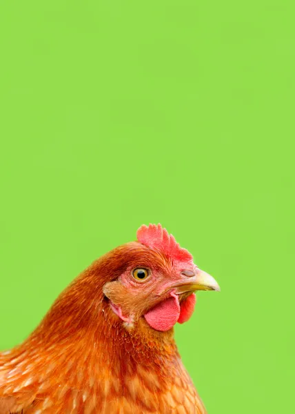 Röd Kyckling på ljusa grön bakgrund — Stockfoto