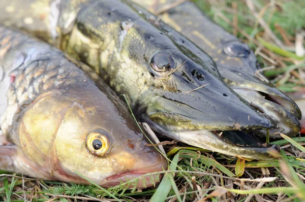 Fisherman's Catch - Pikes and Chub Fish on the Grass — Stock Photo, Image