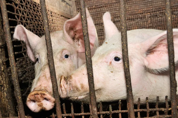 Varkens in schuur — Stockfoto