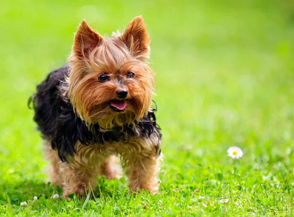 Cute Yorkshire Terrier pies bawiący się w stoczni — Zdjęcie stockowe