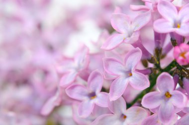 Güzel leylak (Syringa) çiçekler yakın çekim