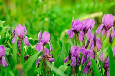 Mavi bayrak (Iris) Çiçek bahçesinde çiçek yatakta