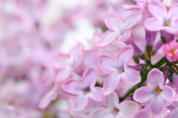 Schöne fliederfarbene (syringa) Blüten aus nächster Nähe — Stockfoto