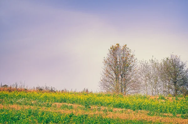 Flowering Field and Bare Trees in Autumn — Stock Photo, Image