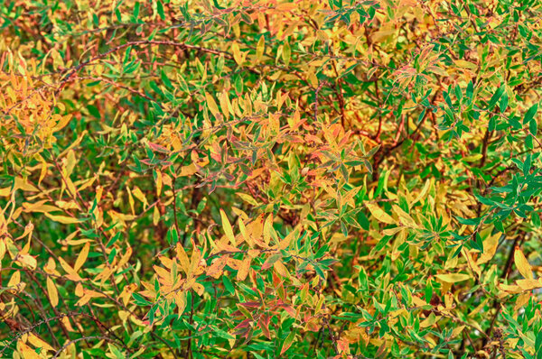 Yellow, Red, Orange and Green Leaves of Spiraea (Meadowsweet) Shrub