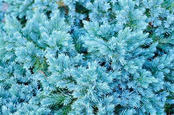 Vintergröna juniper buske — Stockfoto