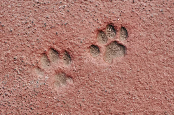 Cat Paw Prints in Concrete — Stock Photo, Image