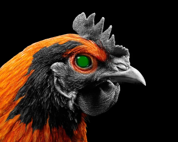Terminator-Huhn mit leuchtend grünem Auge — Stockfoto