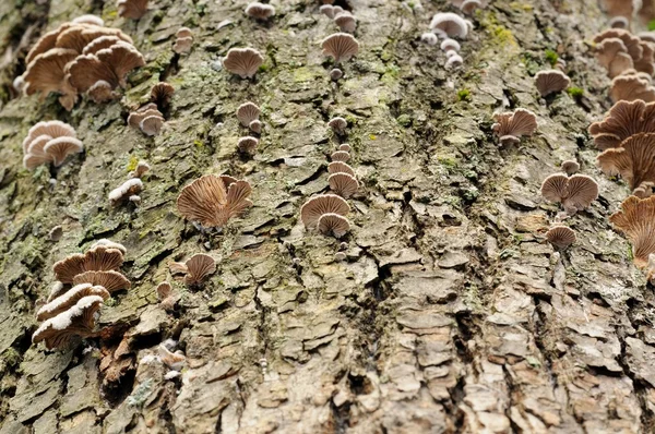 Tree Fungi — Stock Photo, Image