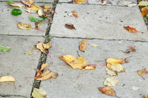 Падіння осіннього листя на землі ( зображення НДР ) — стокове фото