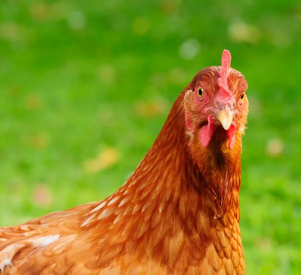 Czerwone kurczaka — Zdjęcie stockowe