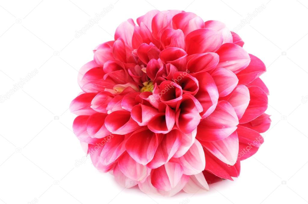 Beautiful Red Dahlia Isolated on White Background