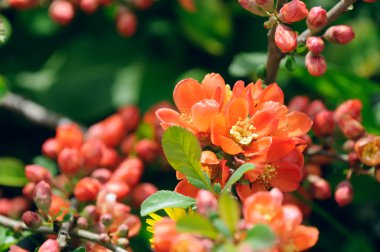 Japonca Ayva (Chaenomeles) çiçekler ilkbaharda çalı