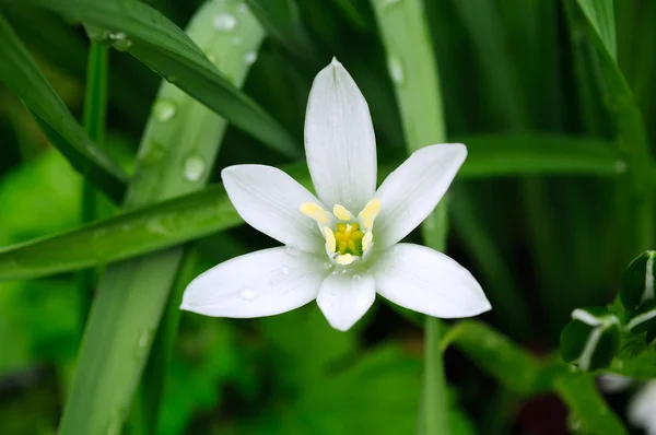 Delicado ornitogalo branco (lírio de grama) na cama de flores no verão — Fotografia de Stock