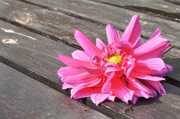 Beautiful Pink Dahlia Flower on Wooden Table — Stock Photo, Image