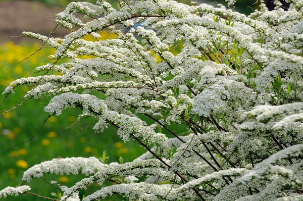 白い花をつける低木で美しいシモツケ (シモツケ) — ストック写真