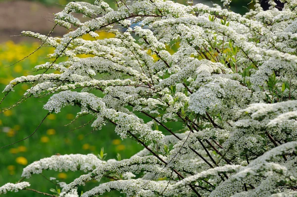 Bella Spiraea (Meadowsweet) Arbusto con Fiori Bianchi — Foto Stock