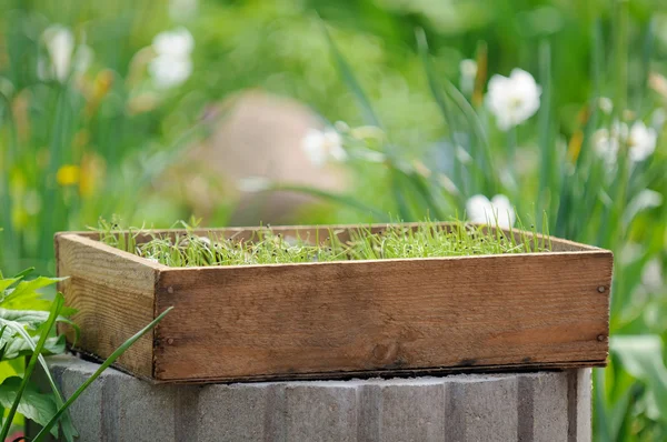 Caisse en bois avec semis dans le jardin — Photo