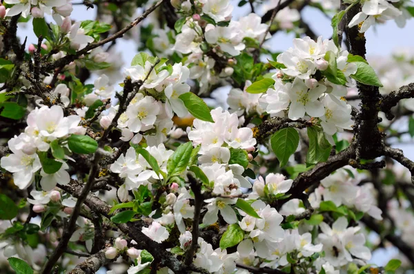 Árvore de maçã com flores brancas na primavera — Fotografia de Stock