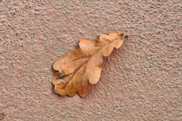 Droog gevallen eiken leaf op concrete achtergrond in de herfst - hdr-afbeelding — Stockfoto