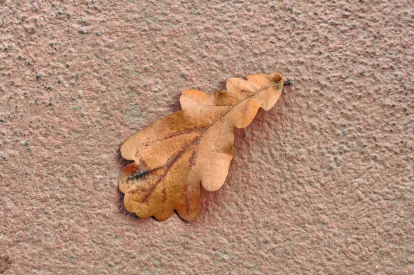 Hoja de roble caído seco sobre fondo de hormigón en otoño - HDR Image — Foto de Stock