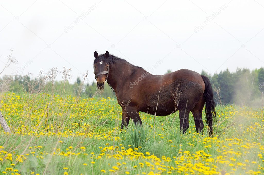 Brown Horse Grazing in Dandelion Field