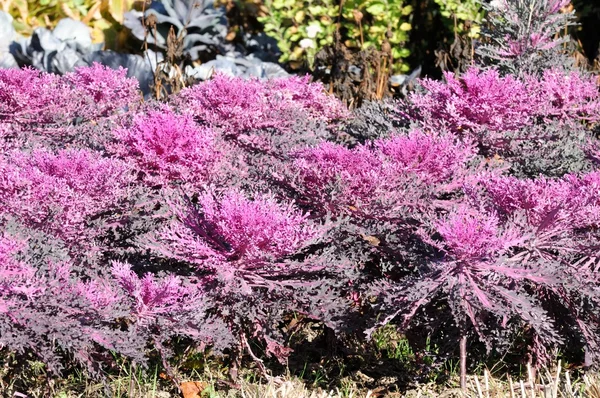 La col rizada púrpura (col ornamental) en el jardín —  Fotos de Stock
