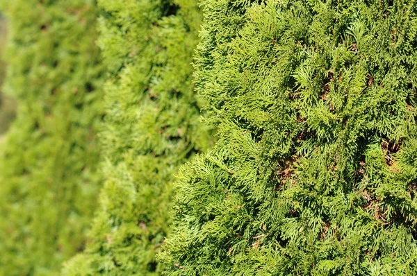 Siepe verde degli alberi di Thuja — Foto Stock