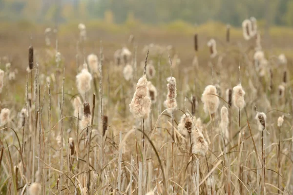 Cattail seco (Typha Latifolia, Reedmace o Bulrush) Espigas con pelusa — Foto de Stock