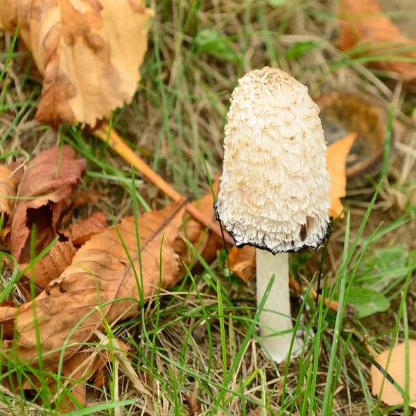 Shaggy Mane Mushroom (Coprinus Comatus or Ink Cap) — Stock Photo, Image
