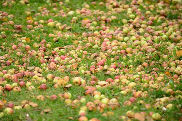 Mele cadute a terra in autunno — Foto Stock