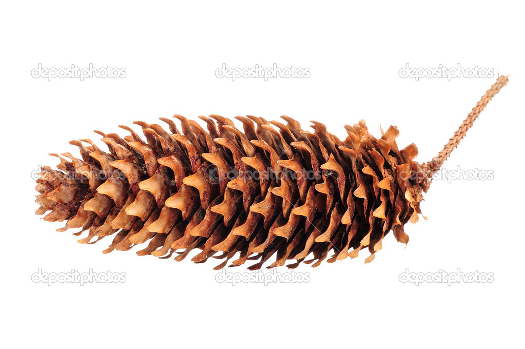 Spruce Cone Isolated on White Background