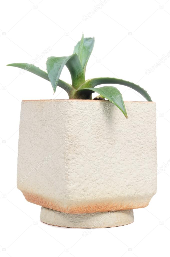 Agave Plant in Flower Pot Isolated on White Background