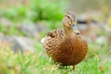 Yakın çekim (tam uzunlukta Önden Görünüm yeşilbaş ördek)