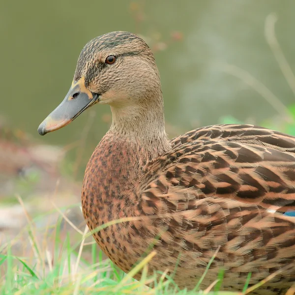 Χαριτωμένο mallard πάπια close-up — Φωτογραφία Αρχείου