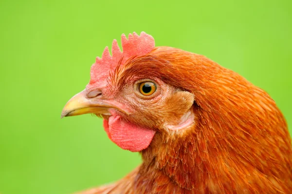 Pollo rojo en perfil sobre fondo verde brillante — Foto de Stock