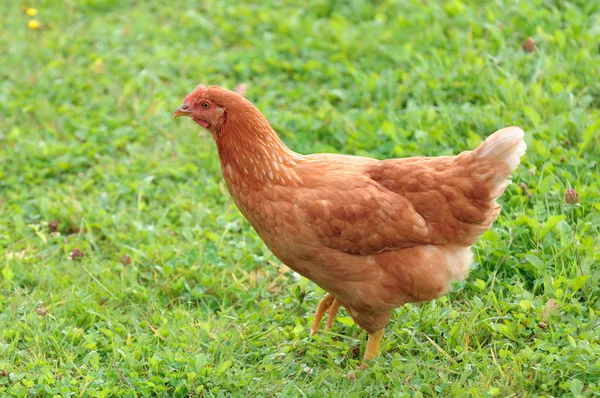 Pollo doméstico rojo en el corral — Foto de Stock