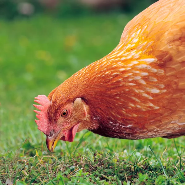 Pollo mangiare cereali ed erba — Foto Stock