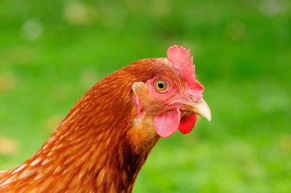 Curious Red Domestic Chicken — Stock Photo, Image