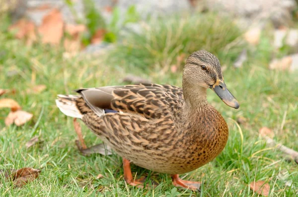 Mallard duck lopen op het gras — Stockfoto