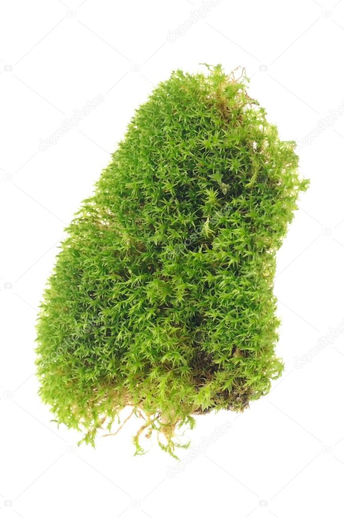 Green Moss Isolated on White Background