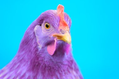 Purple Chicken on Blue Background clipart