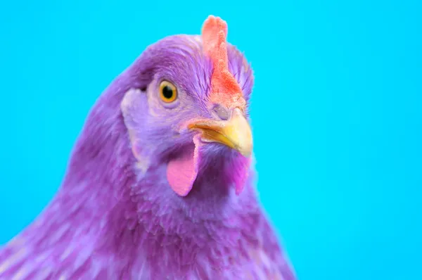 Paarse kip op blauwe achtergrond — Stockfoto