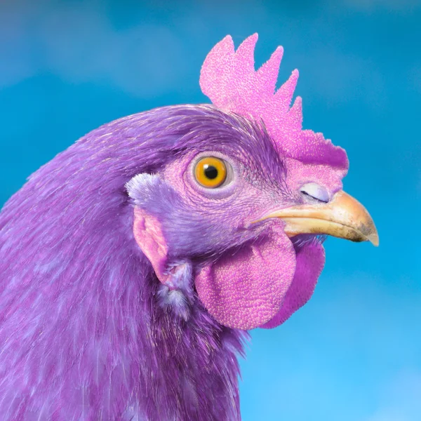 Poulet violet avec peigne rose et bovin sur fond bleu — Photo