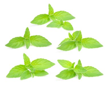 Taze nane izole üzerinde beyaz arka plan ayarlamak